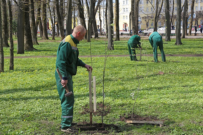 Предприятий зеленых насаждений. Высадка зеленых насаждений. Озеленение города компенсационное. Посадка деревьев Озеленение. Посадка деревьев Озеленение города.